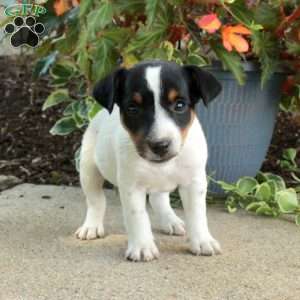 Darcy, Jack Russell Terrier Puppy