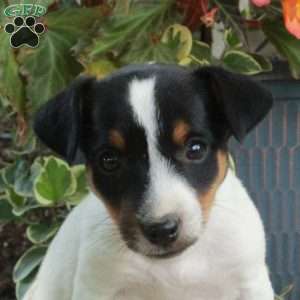 Darcy, Jack Russell Terrier Puppy