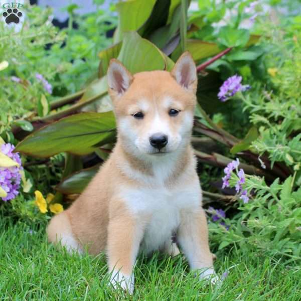 Darla, Shiba Inu Puppy