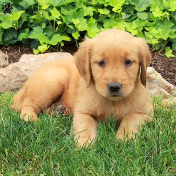 Darla, Golden Retriever Puppy