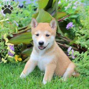Darla, Shiba Inu Puppy