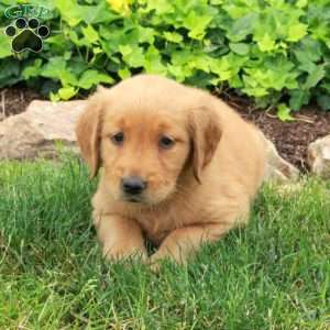 Darla, Golden Retriever Puppy