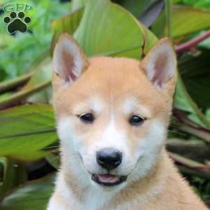 Darla, Shiba Inu Puppy