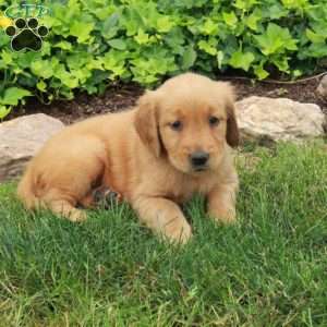 Darla, Golden Retriever Puppy