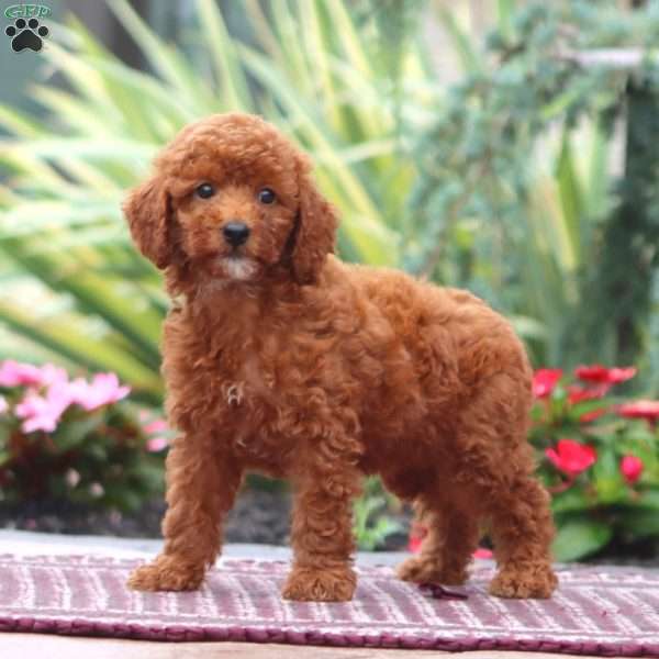 Darla-Moyen, Miniature Poodle Puppy