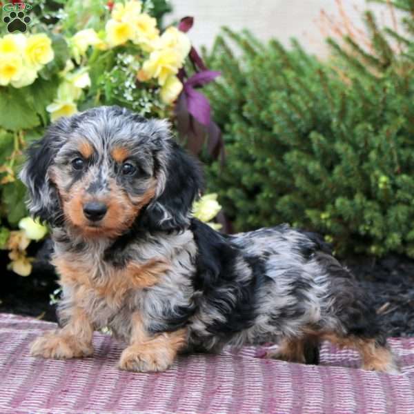 Darla-Mini, Dachshund Puppy