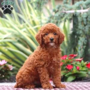 Darla-Moyen, Miniature Poodle Puppy