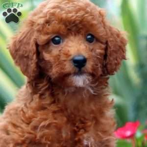 Darla-Moyen, Miniature Poodle Puppy