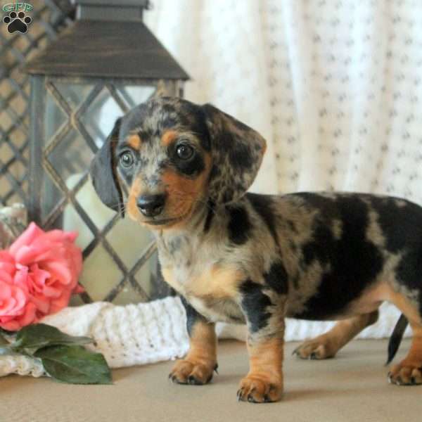 Darling, Dachshund Puppy