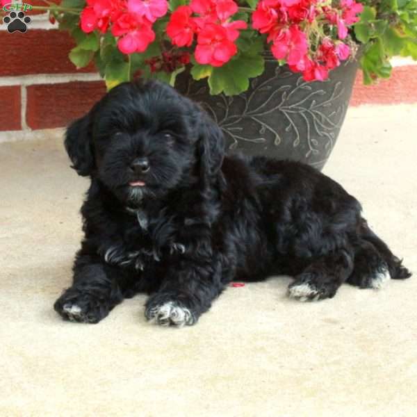 Darling, Havapoo Puppy