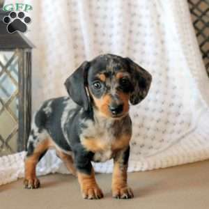 Darling, Dachshund Puppy