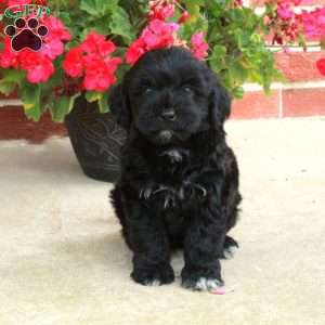 Darling, Havapoo Puppy