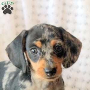 Darling, Dachshund Puppy