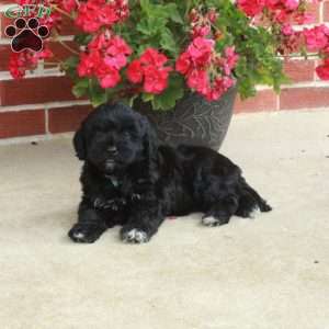 Darling, Havapoo Puppy