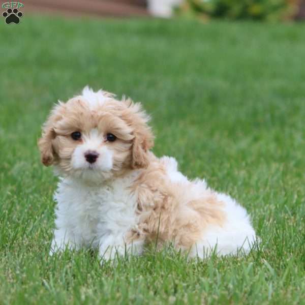 Darling, Cavachon Puppy