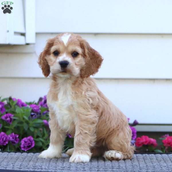 Daryl, Cocker Spaniel Puppy