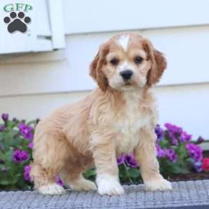 Daryl, Cocker Spaniel Puppy