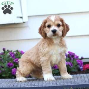 Daryl, Cocker Spaniel Puppy