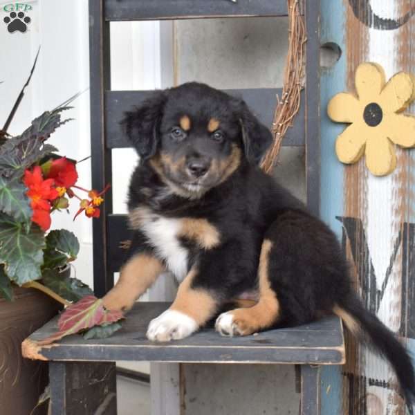Dash, Australian Shepherd Puppy