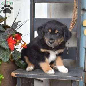 Dash, Australian Shepherd Puppy