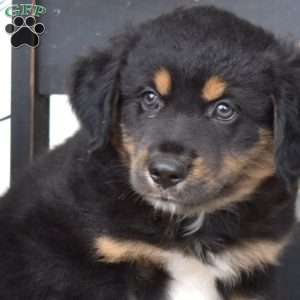 Dash, Australian Shepherd Puppy