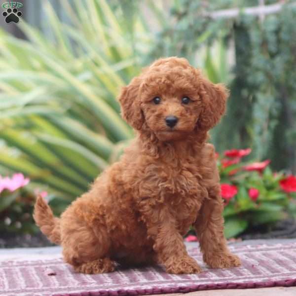 Dash-Moyen, Miniature Poodle Puppy