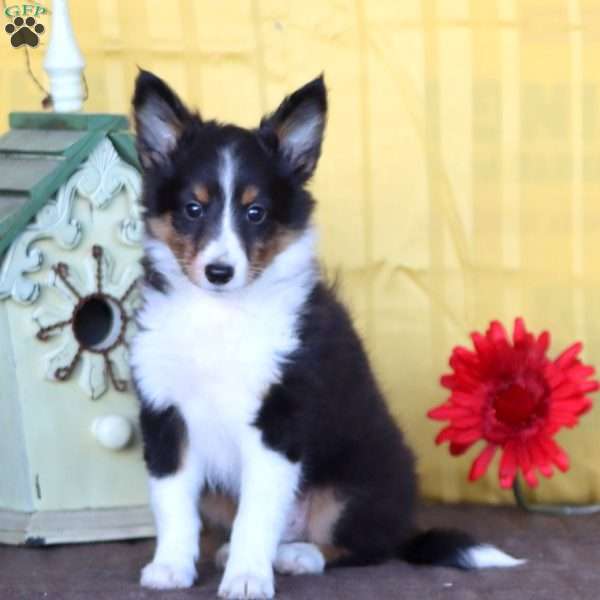 Dash, Sheltie Puppy