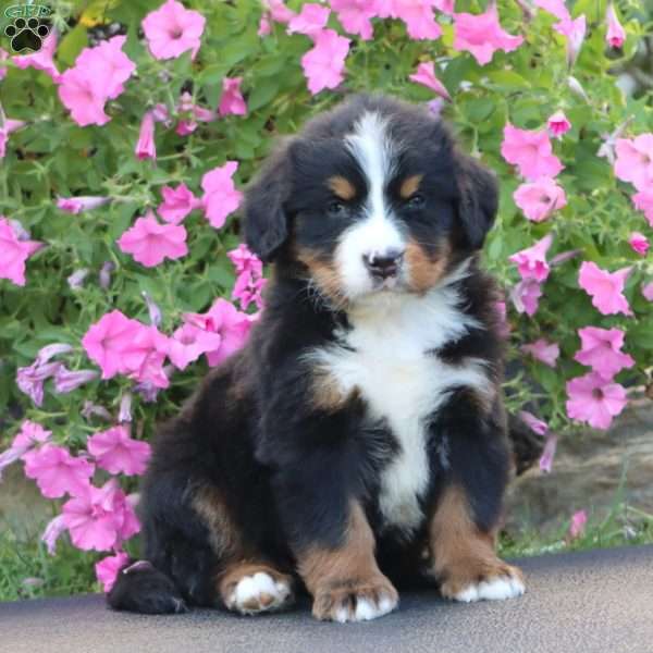 Dash, Bernese Mountain Dog Puppy
