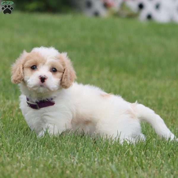 Dash, Cavachon Puppy