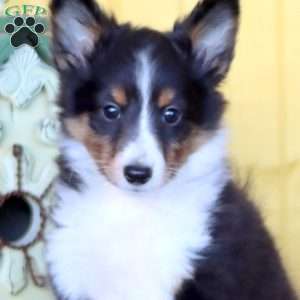 Dash, Sheltie Puppy