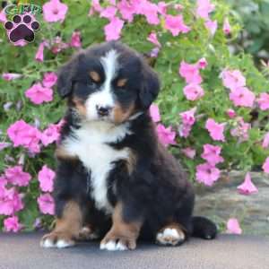 Dash, Bernese Mountain Dog Puppy