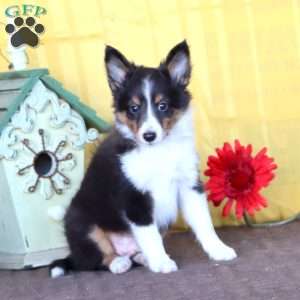 Dash, Sheltie Puppy