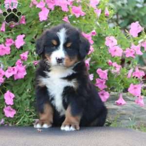 Dash, Bernese Mountain Dog Puppy