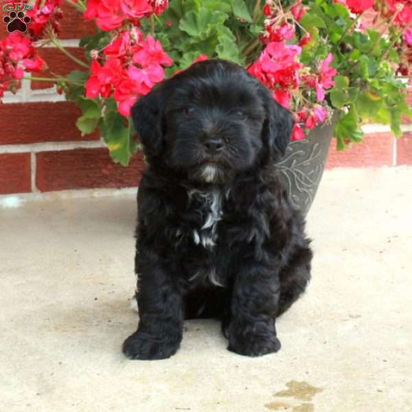 Dasher, Havapoo Puppy