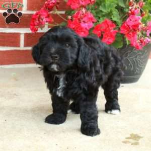 Dasher, Havapoo Puppy