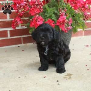 Dasher, Havapoo Puppy