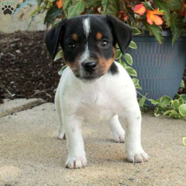 Davey, Jack Russell Terrier Puppy