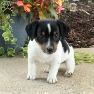 Davey, Jack Russell Terrier Puppy