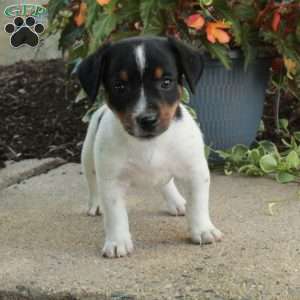 Davey, Jack Russell Terrier Puppy
