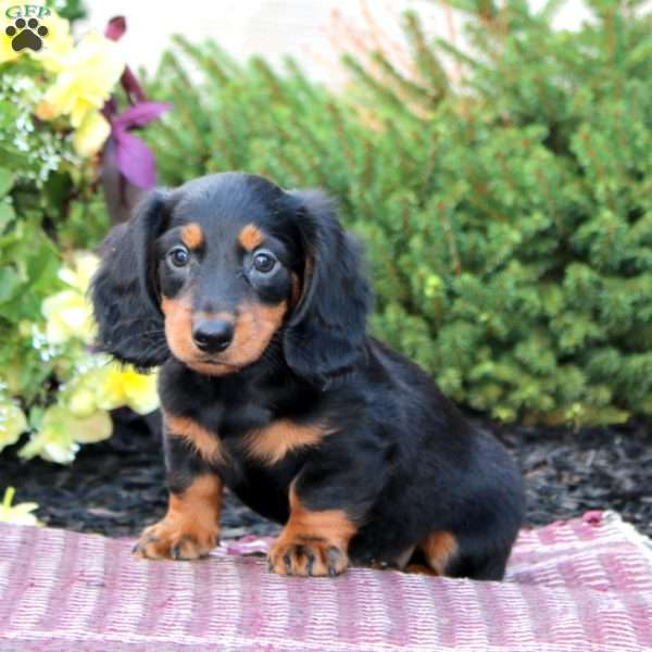 Davey-Mini, Dachshund Puppy