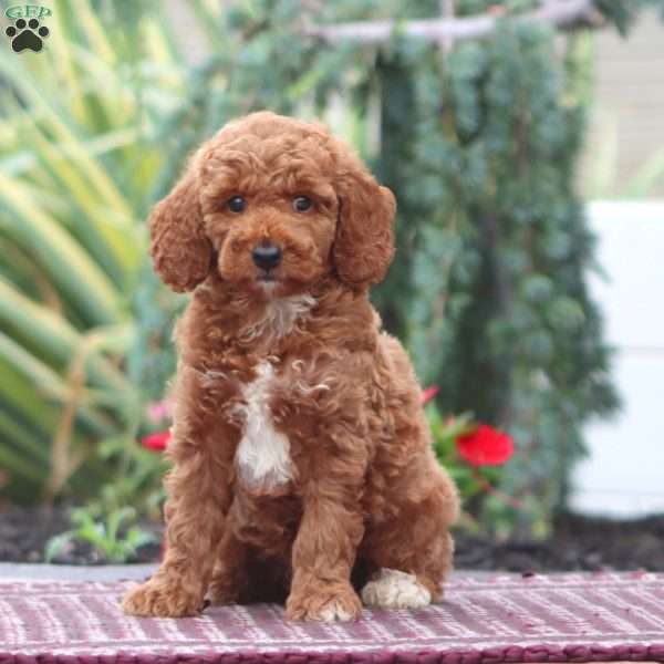 Davey-Moyen, Miniature Poodle Puppy