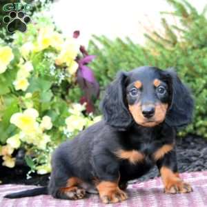 Davey-Mini, Dachshund Puppy