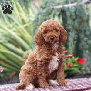 Davey-Moyen, Miniature Poodle Puppy