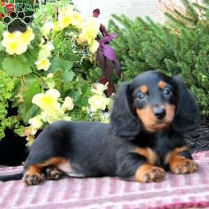 Davey-Mini, Dachshund Puppy