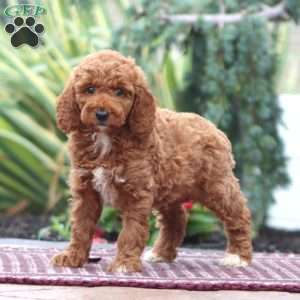 Davey-Moyen, Miniature Poodle Puppy