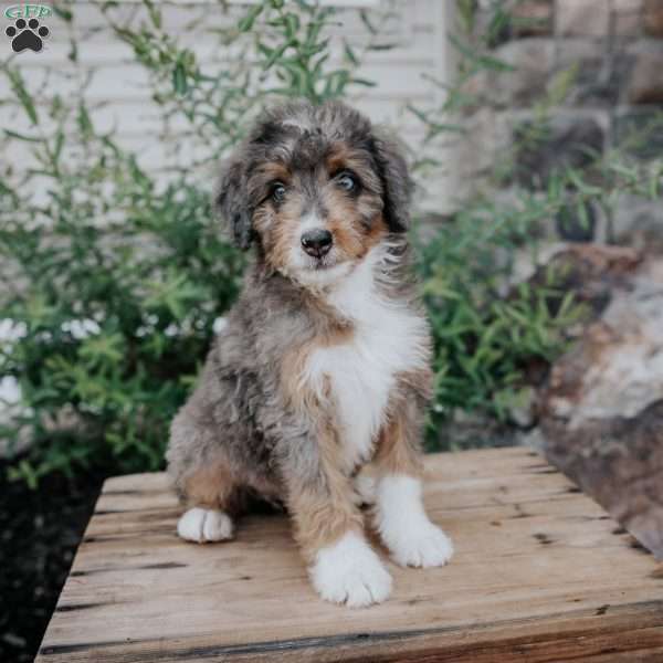 Dawn, Mini Bernedoodle Puppy