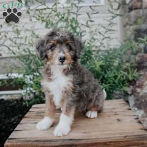 Dawn, Mini Bernedoodle Puppy