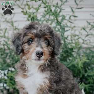Dawn, Mini Bernedoodle Puppy