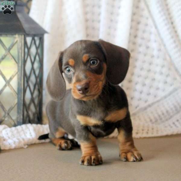 Dawson, Dachshund Puppy