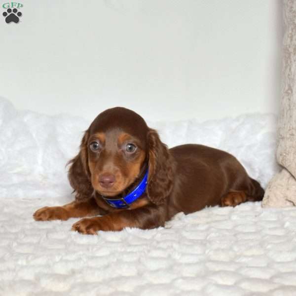 Dawson, Dachshund Puppy